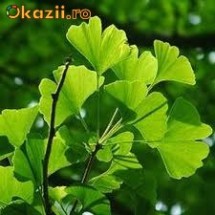 Seminte Ginkgo biloba (planta medicinala) foto
