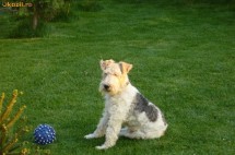 FOX TERRIER SARMOS PUI foto