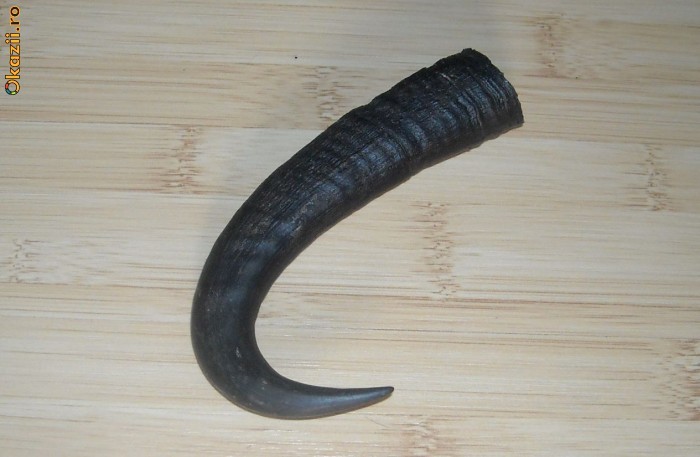 OKAZIE !!! Corn de capra neagra pt maner de cutit vanatoresc !!! foto mare