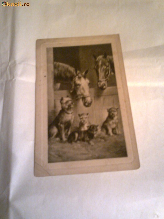 Carte Postala - Animale ~cai si catelusi~ foto mare