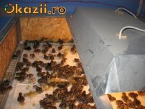 PREPELITE JAPONEZE SI FARAON foto mare