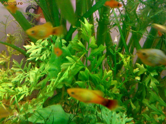 PESTI ACVARIU exotici molly, platy foto mare